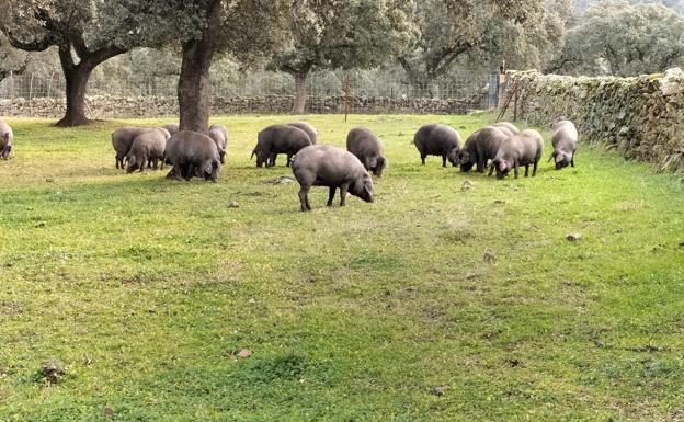 COAG reclama que el porcino no integrado reciba ayudas por los efectos de la guerra