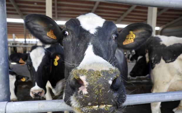 La leche de vaca vuelve a cotizar en la lonja de León