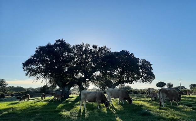 La superficie ocupada por las explotaciones agrarias cae un 21% en diez años