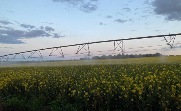 La colza, con una floración más larga por el frío, tiñe de amarillo el campo