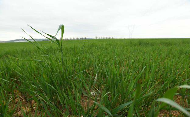 Asaja León estima que el secano se verá diezmado ante las altas temperaturas