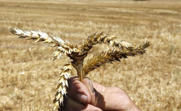 La lonja de Zamora aplica cinco euros de subida a todo el cereal