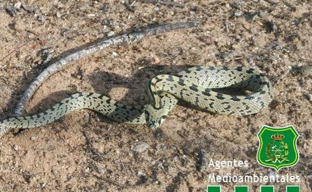 Qué hacer si te encuentras con una serpiente