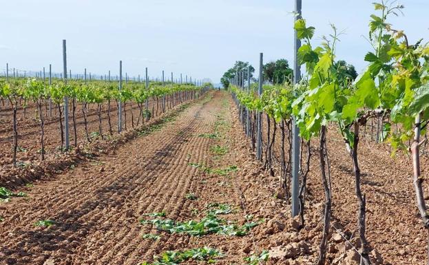 UCCL imparte cursos gratuitos de poda en verde en la Ribera del Duero