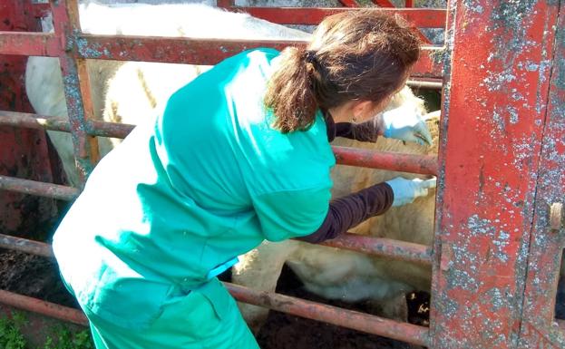 El Sindicato de Veterinarios acusa al consejero de «tirar por tierra» el trabajo en saneamiento ganadero