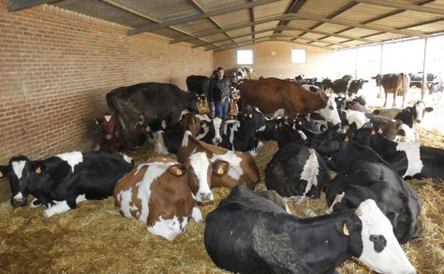 Burgos produce en 2021 un 6 por ciento menos de leche que la media del último lustro