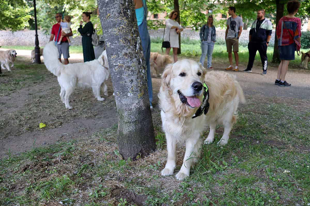 Quedada de perros golden retriever en Burgos