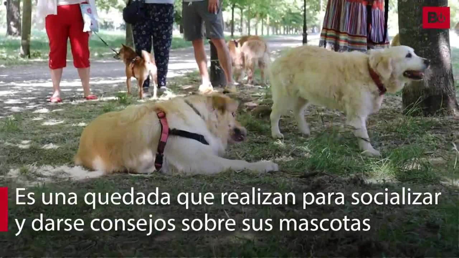 Concentración de golden retriever en Burgos