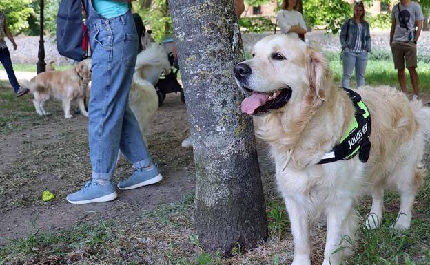 Día de perros: quedada de golden retriever en Burgos