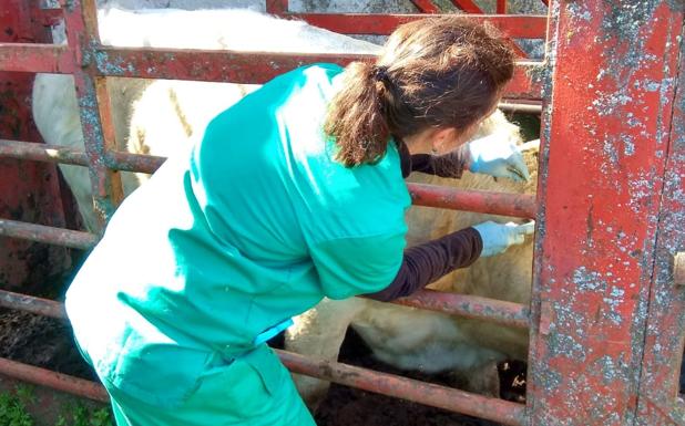 Colectivos de ganaderos de Salamanca defienden la erradicación de la tuberculosis pero «no a corto plazo»