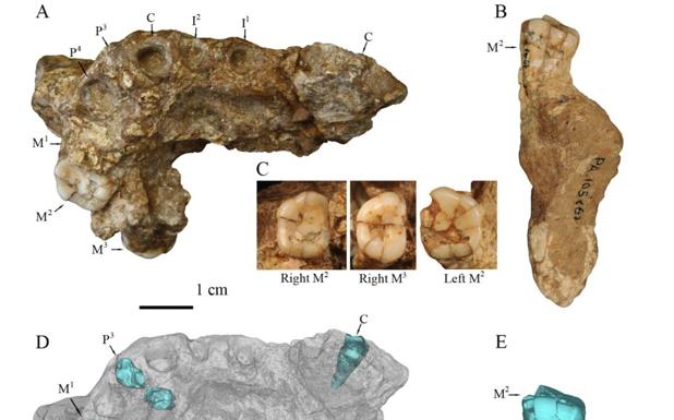 Homo erectus de Gongwangling pudo ser el primer poblamiento de China