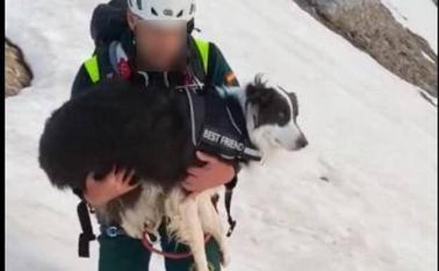 La Guardia Civil rescata a un perro burgalés atrapado en un nevero en los Picos de Europa