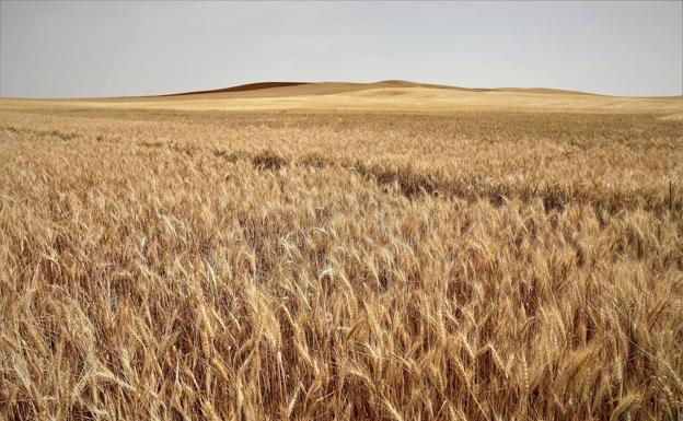 El precio del cereal en Burgos, un 40 por ciento más caro que hace un año