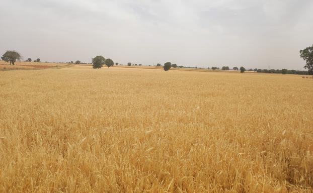 Comienza a cotizar la cebada en la lonja de León