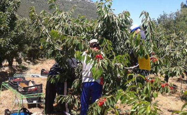 El Valle de Caderechas espera unas cerezas de excelente calidad aunque de menor tamaño