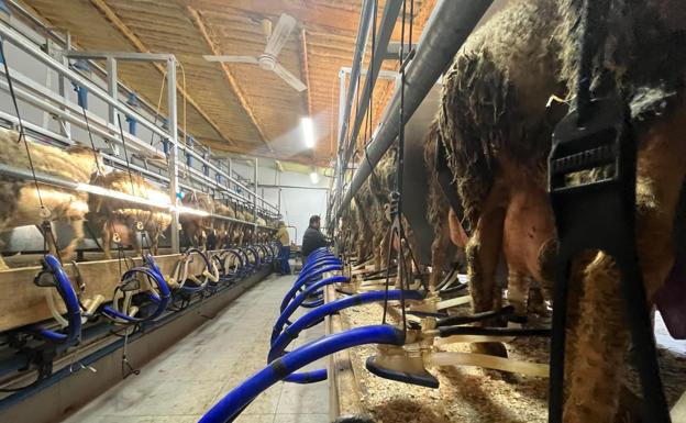 UCCL alerta de la situación «crítica» del ovino que ha perdido 131 ganaderos de leche