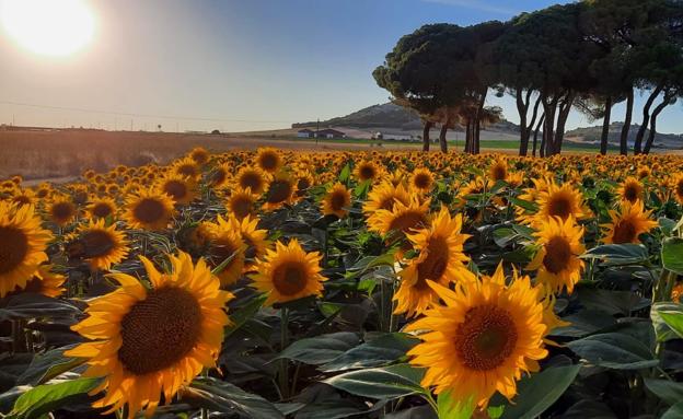 Crece un 40% el cultivo de oleaginosas en España con más de un millón de hectáreas, casi la mitad en la región