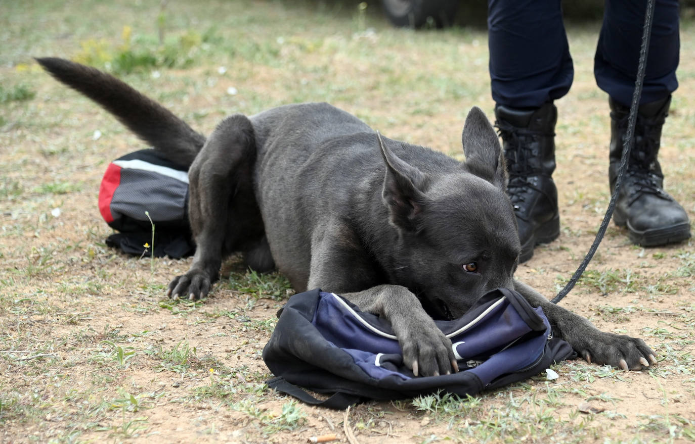 La Unidad Canina de Burgos, un modelo de referencia policial