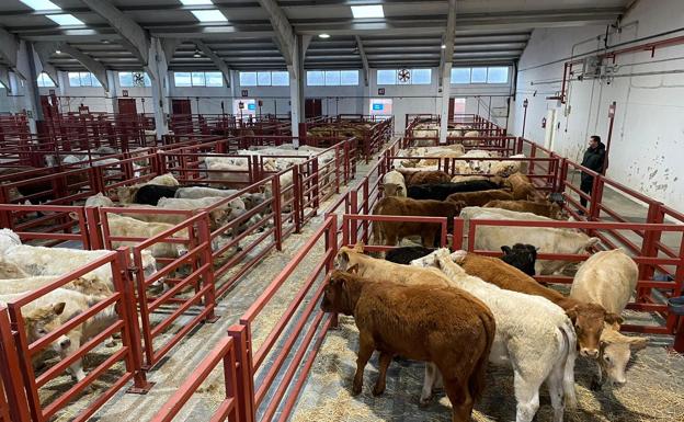 Bajada del maíz en Salamanca y subida del porcino