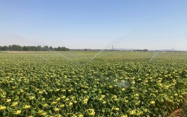 El tiempo esta semana: temperaturas elevadas en una campaña de riego que se complica por momentos