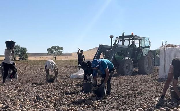 Las altas temperaturas castigan la producción de patatas, cuyos arranques son generalizados