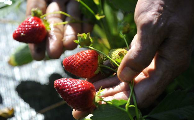 Agricultura se marca como objetivo alcanzar las 150.000 hectáreas de superficie ecológica