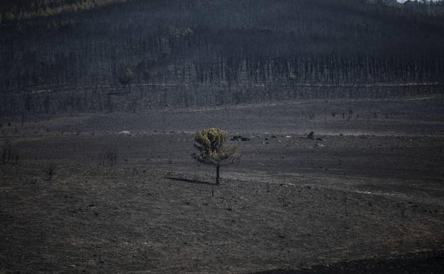 El incendio de Losacio se cobra su tercera víctima mortal un mes después