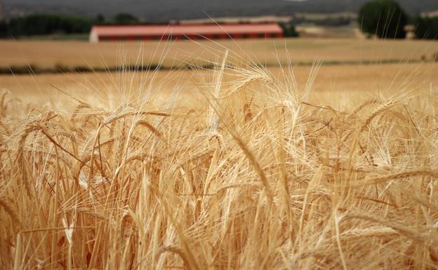 Burgos cosecha un 40 por ciento menos de kilos de cereal, de menos peso y peor calidad