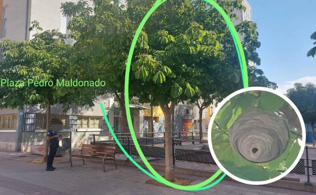 Intervienen un nido de avispas asiáticas en la Plaza Pedro Maldonado de Burgos