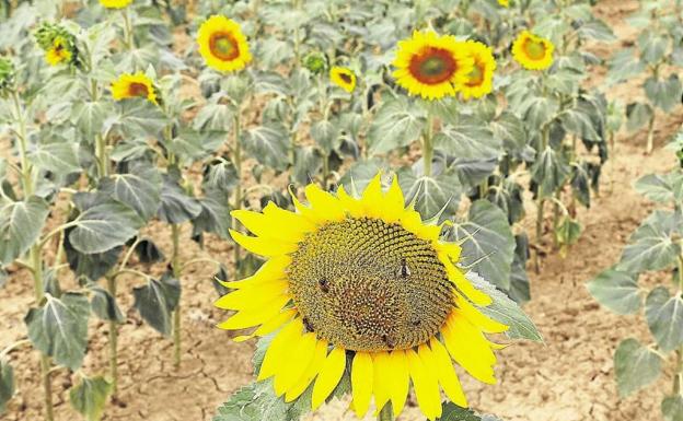 El control por satélite evita la visita a pie de campo de medio millón de parcelas al año