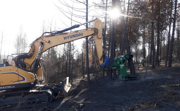 Comienza la retirada de arbolado quemado en el incendio forestal de Quintanilla del Coco