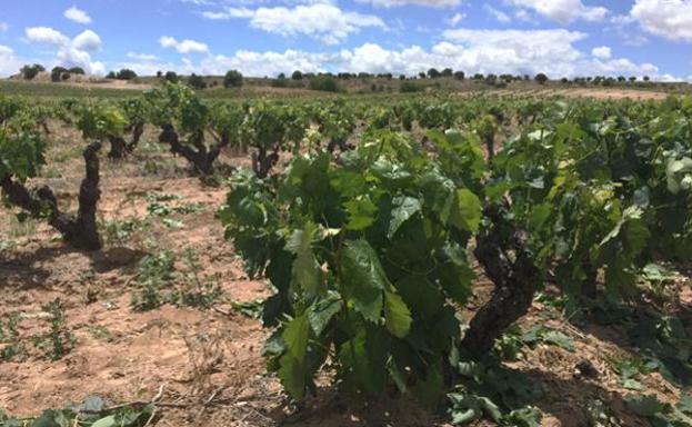 El calor adelanta ligeramente una vendimia de la DO Arlanza que se espera de calidad