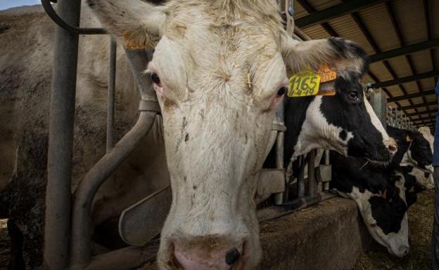 Burgos pierde en una década el 43 por ciento de sus vacas lecheras