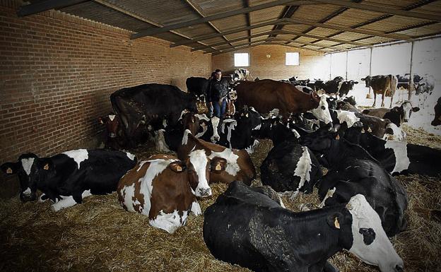 La crisis del vacuno de leche en Burgos: «En siete meses lo dejo, no puedo seguir trabajando a pérdidas»