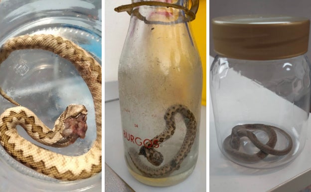 Diez personas han sido atendidas en el HUBU por mordeduras de víbora este 2022