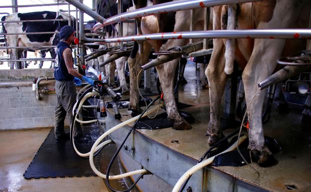 El precio de la leche sigue en ascenso y el ganadero cobra 0,14 euros más por litro que hace un año