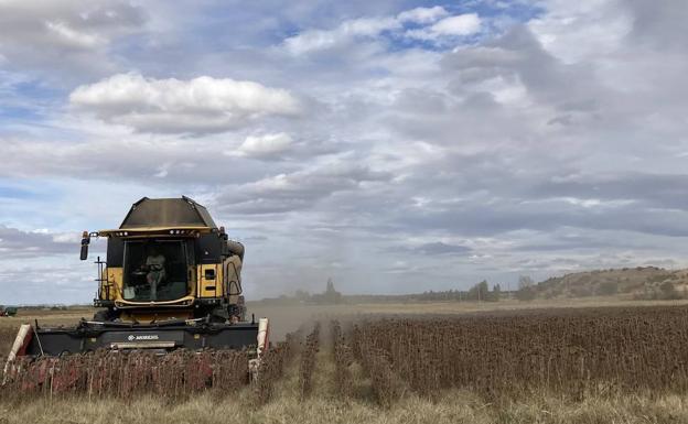 La meteorología condiciona una campaña de girasol que estará entre las peores de la década