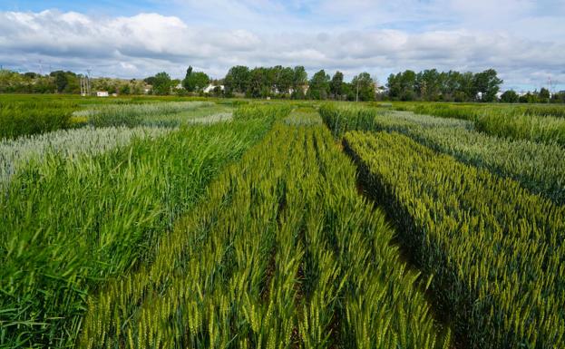 España contará en un año con un mapa de cultivos producido por el Itacyl