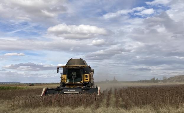 El tiempo esta semana: precipitaciones generalizadas en días de recolección del girasol