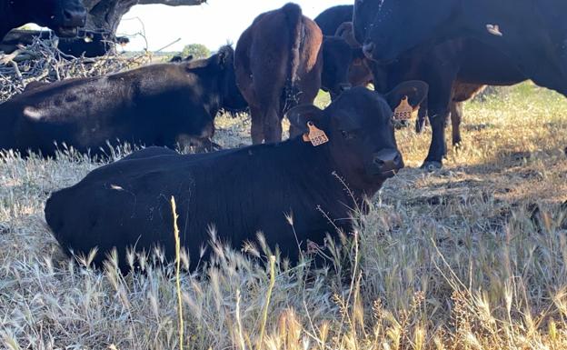 La Junta presume de anticipar 63,7 millones al campo en un contexto de aumento de costes