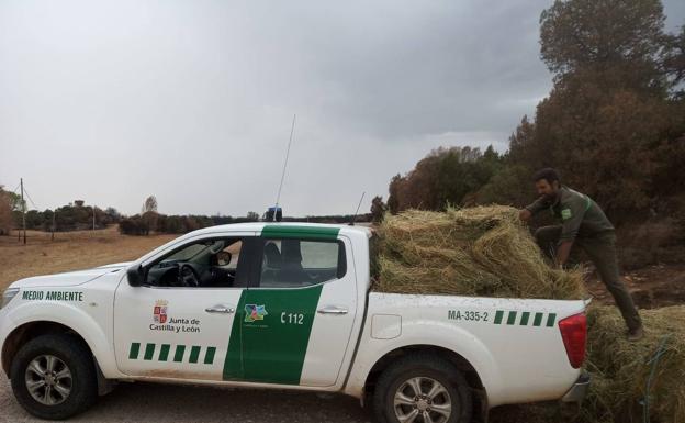 Comienza el reparto de alfalfa como apoyo a la fauna en la zona del incendio del Arlanza