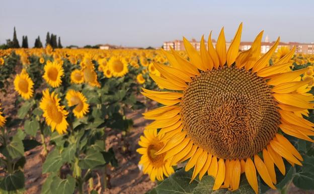 Zamora marca en 630 euros/tonelada la primera cotización del girasol