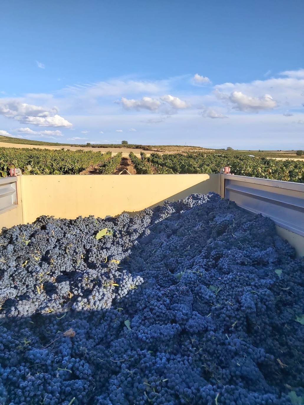 Ribera del Duero alcanza los 55 millones de kilos de uva recogidos en una vendimia ya generalizada