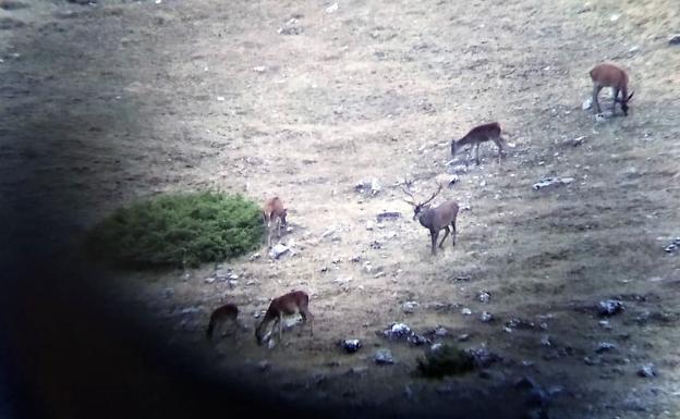 La vigilancia se refuerza en los montes de Burgos durante la berrea para combatir la caza furtiva