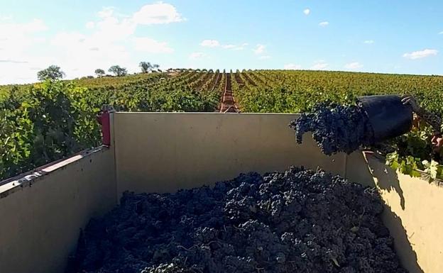 La Ruta del Vino Ribera propone veinte planes para vivir la vendimia