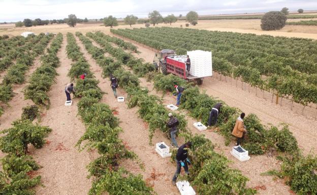 En el corazón de la vendimia de Ribera del Duero