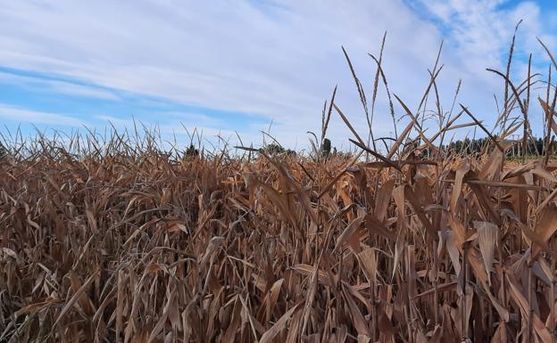 Tímida subida de los cereales en la lonja de Zamora