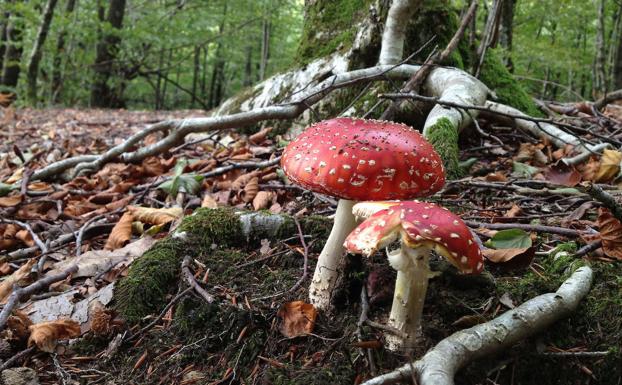 Las setas de otoño más sabrosas y otras tan peligrosas que pueden causar la muerte