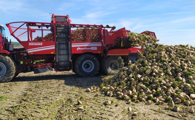 Acor comenzará a molturar el próximo 20 de octubre