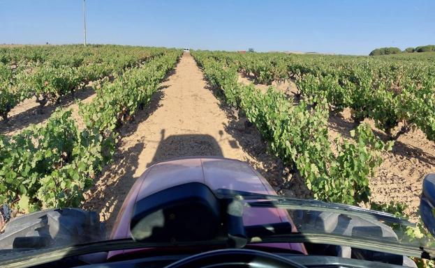 Ribera del Duero alerta de las consecuencias nocivas del pastoreo en los viñedos